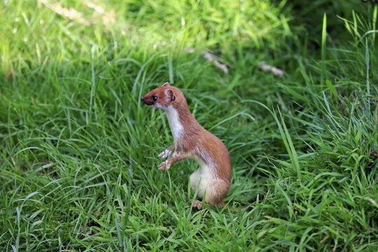 Ermine (Mustela erminea), adult, alert, Surrey, England, United Kingdom