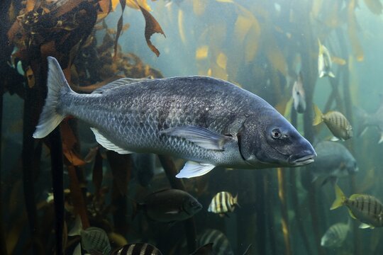 Sea bream, (Spondyliosoma cantharus), adult, swimming, in water, sea bream, captive, Cape Town, South Africa