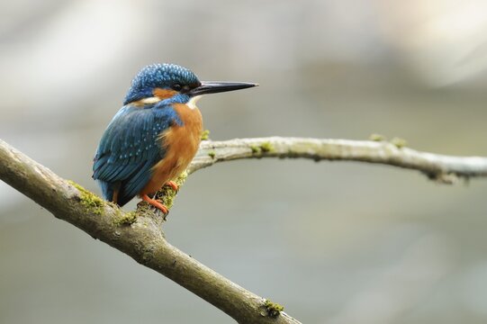 Kingfisher (Alcedo atthis) perched on a branch, Cham, Switzerland, Europe