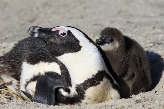 African Penguin (Spheniscus demersus), adult with young in the nest, Boulders Beach, Simon's Town, Western Cape, South Africa