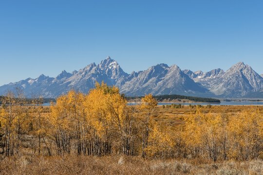 Autumn landscape, yellow coloured Common aspens (Populus tremula) and bushes in front of mountain landscape, Willow Flats Overlook, Teton Range mountain range, Grand Teton National Park, Wyoming, USA