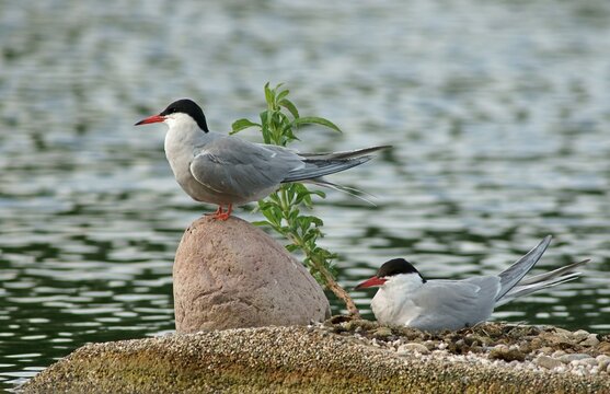 Common Terns (Sterna hirundo), Mecklenburg-Western Pomerania, Germany