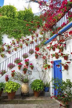 Stairs with flower decorated inner courtyard, geraniums in flower pots on the house wall, Fiesta de los Patios, C&oacute;rdoba, Andalusia, Spain