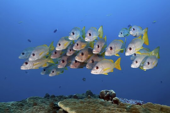 Swarm of fish Ehrenberg's Snapper (Lutjanus monostigma) swims over coral reef, Indian Ocean, North Mal&eacute; Atoll, Maldives