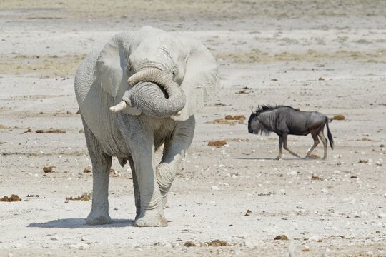 African Elephant (Loxodonta africana) and Wildebeest (Connochaetes sp.), Etosha National Park, Namibia