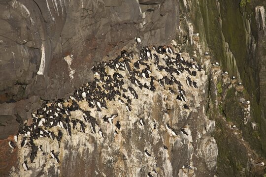 Thin-billed Murre or Common Guillemot (Uria aalge) colony, Latrabjarg, Westfjords, Iceland, Atlantic Ocean