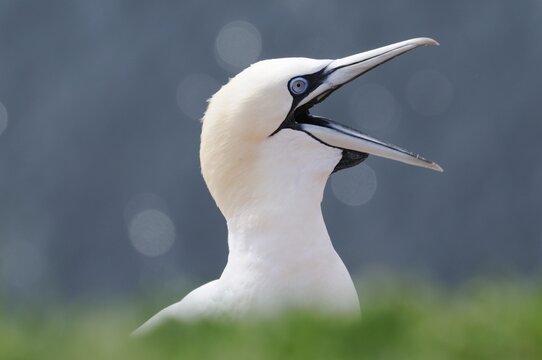Northern Gannet (Morus bassanus, Sula bassana)
