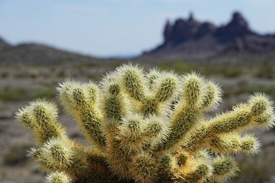 Cholla Cactus, Joshua Tree National Park, Desert Center, California, USA