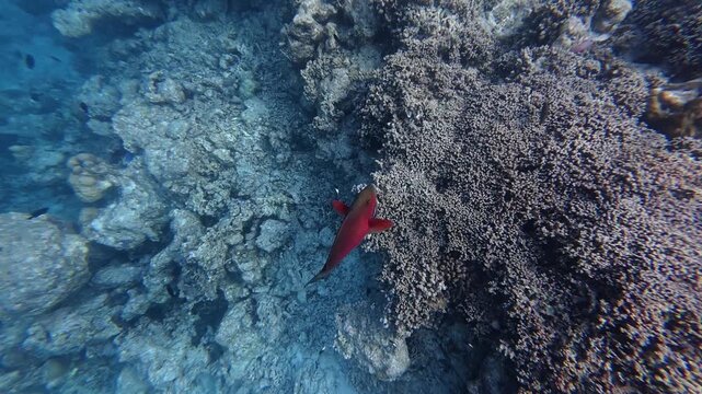 Red parrotfish swimming over a coral reef in clear tropical water in the Maldives. Bright and colorful reef fish captured during snorkeling.