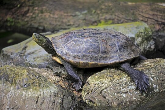 Chinese stripe-necked turtle (Ocadia sinensis), adult dormant, captive, native to China