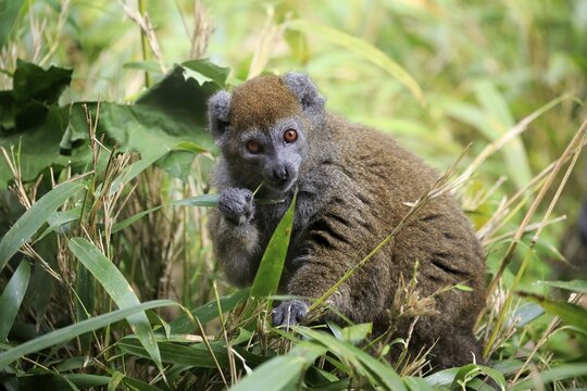 Lac Alaotra bamboo lemur (Hapalemur alaotrensis), adult, feeding, captive, Madagascar
