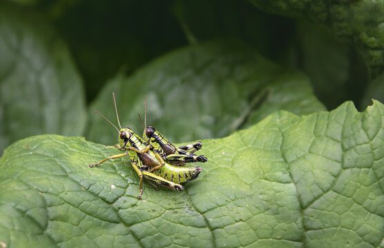 Green Mountain Grasshopper (Miramella alpina), when mating on one leaf, Salzkammergut, Upper Austria, Austria