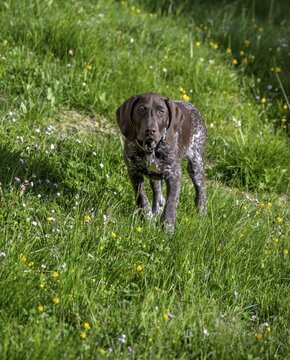 Braque Francais (Braque fran&ccedil;ais), dog stands in meadow, Austria