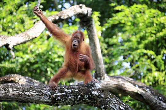 Orang Utan (Pongo pygmaeus), young animal climbing on tree, captive, occurrence Borneo