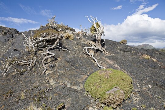 Cushion plant near the Salto Grande, Torres del Paine National Park, Patagonia, Chile, South America
