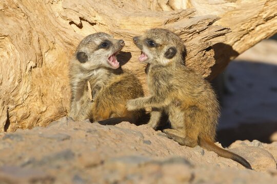 Meerkat or Suricate (Suricata suricatta), two pups playing, captive, Germany