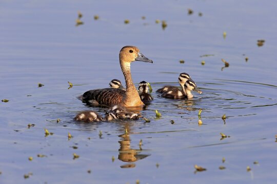 Lesser whistling duck (Dendrocygna javanica), adult female with ducklings, in the water, Bundala National Park, Sri Lanka