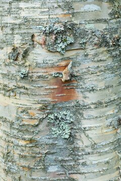 Bark of Erman's Birch (Betula ermanii), Alsace-Lorraine, Vosges, France
