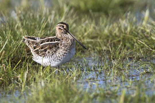 Common snipe (Gallinago gallinago) stands in a damp meadow, Lower Saxony, Germany