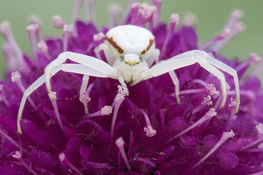 Goldenrod Crab spider (Misumena vatia) on Scabious flower (Scabiosa japonica 'Pink Diamonds'), Hesse, Germany