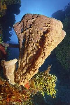 Pink vase sponge (Niphates digitalis), Small-leaf Hanging Vine Algae (Halimeda goreaui), on coral reef scarp, Caribbean Sea near Maria la Gorda, Pinar del R&iacute;o Province, Caribbean, Cuba