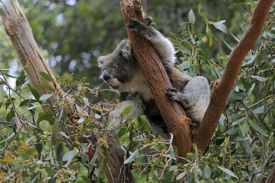 Koala (Phascolarctos cinereus), adult, feeding, sitting in tree, Parndana, Kangaroo Island, South Australia, Australia