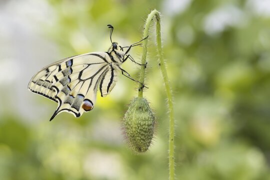 Swallowtail (Papilio machaon) to bud of poppy flowers (Papaver rhoeas), Hesse, Germany