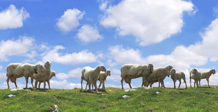 Herd of sheep on a pasture, clouds in a blue sky