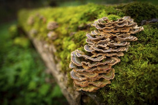 Tree fungus on dead tree, Mindelheim, Unterallg&auml;u, Bavaria, Germany