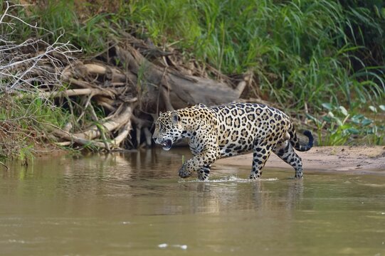 Jaguar (Panthera onca) going in water, Cuiaba river, Pantanal, Mato Grosso, Brazil