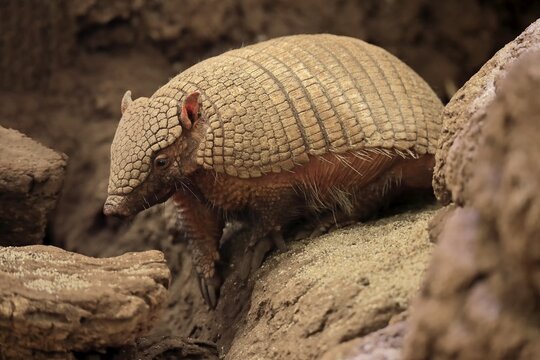 Big hairy armadillo (Chaetophractus villosus), adult, alert, captive