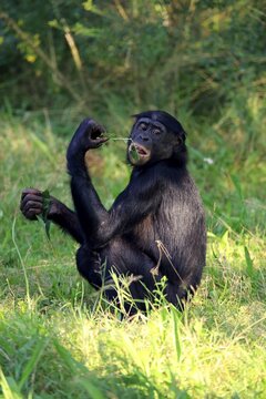 Bonobo (Pan Paniscus), adult, sits in the grass and eats, captive