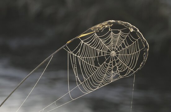 Cobweb in hoar frost