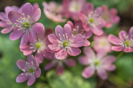 Pink Hepatica or Liverwort (Hepatica), cultivar, close-up