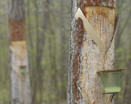 Pitch trees, Hernstein, Triestingtal valley, Lower Austria, Austria, Europe