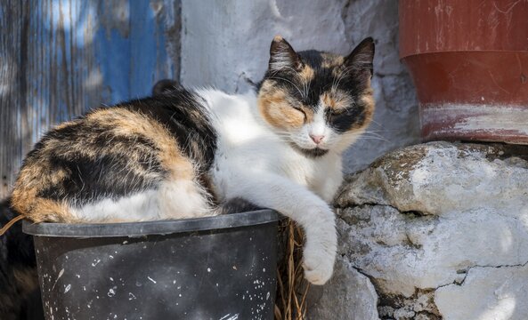 Cat sleeping in a bucket, Paros, Cyclades, Aegean Sea, Greece