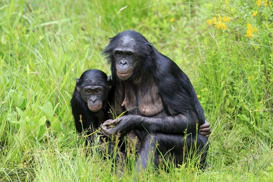 Bonobo, pygmy chimpanzee (Paniscus), adult, female, mother, young, social behaviour, alert, endangered species, captive