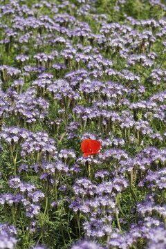 Single Field Poppy (Papaver rhoeas) growing in a field of Lacy Phacelias (Phacelia tanacetifolia), Mt. Pollitzerberg, Weinviertel (wine region), Lower Austria, Austria, Europe