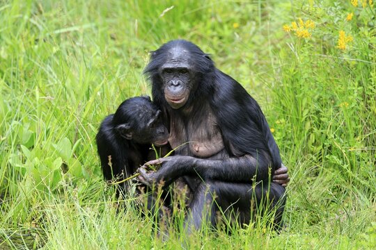 Bonobo, pygmy chimpanzee (Paniscus), adult, female, mother, feeding, young, nursing, social behaviour, endangered species, captive