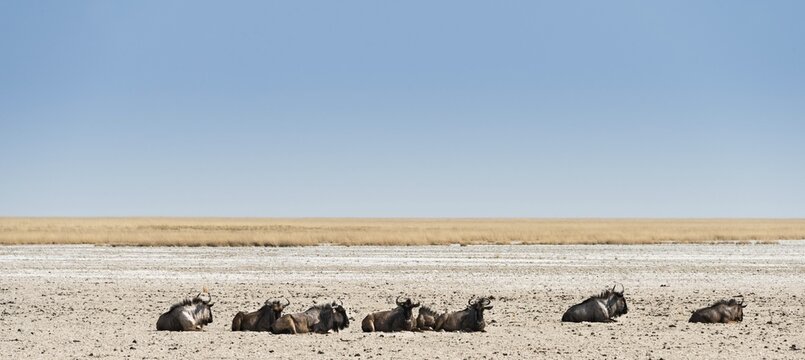 Blue Wildebeest (Connochaetes taurinus) lying in the midday heat, dried out waterhole at the edge of the Etosha Pan, Springbokfontein water hole, Etosha National Park, Namibia