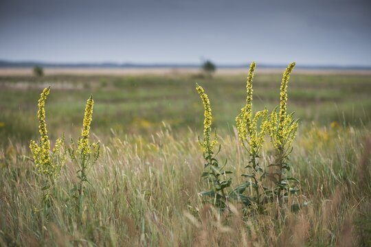 Dark mullein (Verbascum nigrum), Emsland, Lower Saxony, Germany
