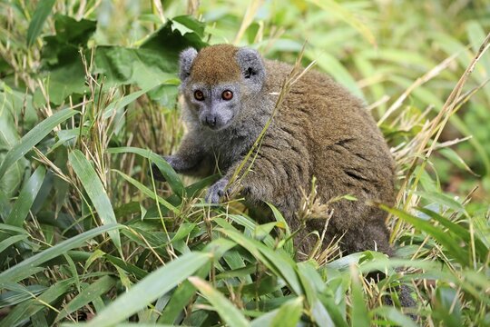 Lac Alaotra bamboo lemur (Hapalemur alaotrensis), adult, foraging, captive, Madagascar