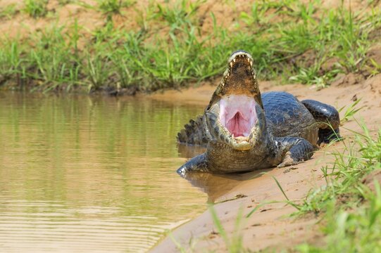 Yacare Caiman (Caiman yacare) at shore with open mouth, Cuiaba river, Pantanal, Brazil