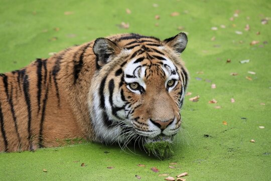 Siberian tiger (Panthera tigris altaica), adult, alert, in water, algae carpet, portrait, captive