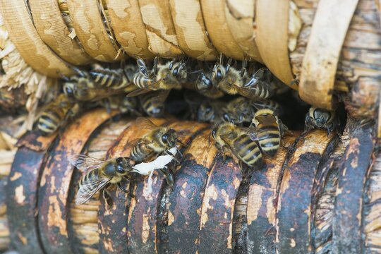 Honey bees (Apis mellifera) at the entrance hole of a beehive, Emsland, Lower Saxony, Germany