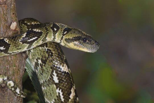 Madagascar Tree Boa (Sanzinia madagascariensis), Madagascar