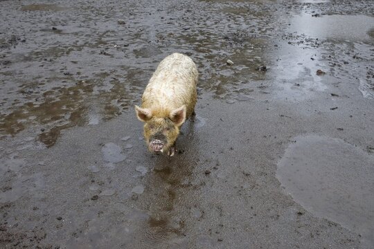 Domestic Pig (Sus scrofa domestica) in the mud on a farm near Lago Todos los Santos, Region de los Lagos, Chile, South America