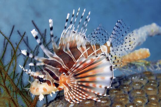 Zebra turkeyfish (Dendrochirus zebra), Pacific Ocean, Sulu Lake, Tubbataha Reef National Marine Park, Filipino: Bahurang Tubbataha, UNESCO World Heritage Site, Palawan Province, Philippines