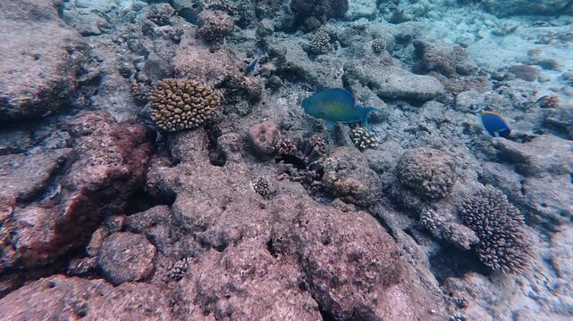 Blue-green parrotfish feeding on the seabed in clear tropical water in the Maldives. Natural underwater behavior captured during snorkeling on a coral reef.