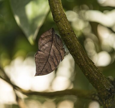 Indian Leafwing or Malayan Leafwing (Kallima paralekta), mimesis, captive, Munich